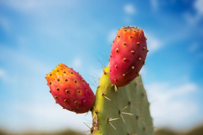 La Poire Cactus : les bienfaits d’un fruit méconnu