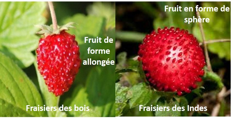 fraise des bois des indes forme