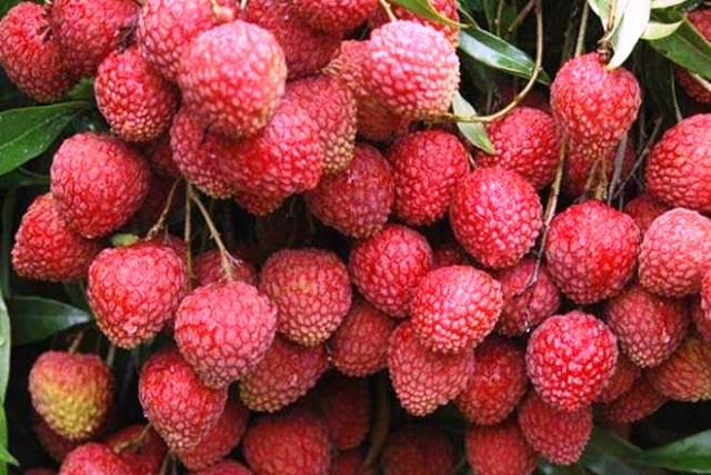 Litchi : le guide complet