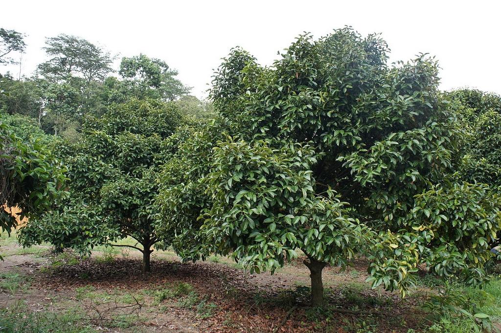 Mangoustanier - l'arbre qui porte le mangoustan