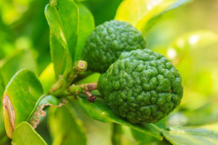 Combava (fruit) : guide complet