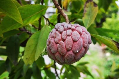 Zatte (ou Custard Apple en anglais)