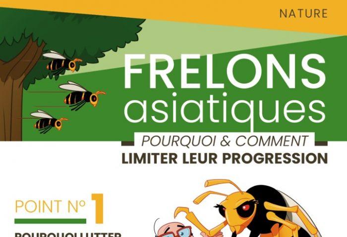 Frelons Asiatiques : comment les piéger