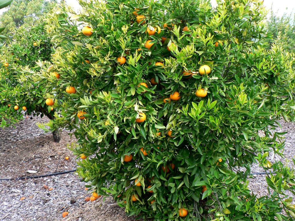 arbre du tangor cultivé