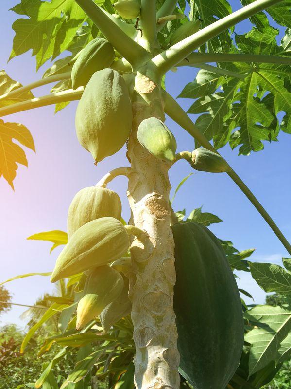 papayer avec papayes poussant sur le tronc