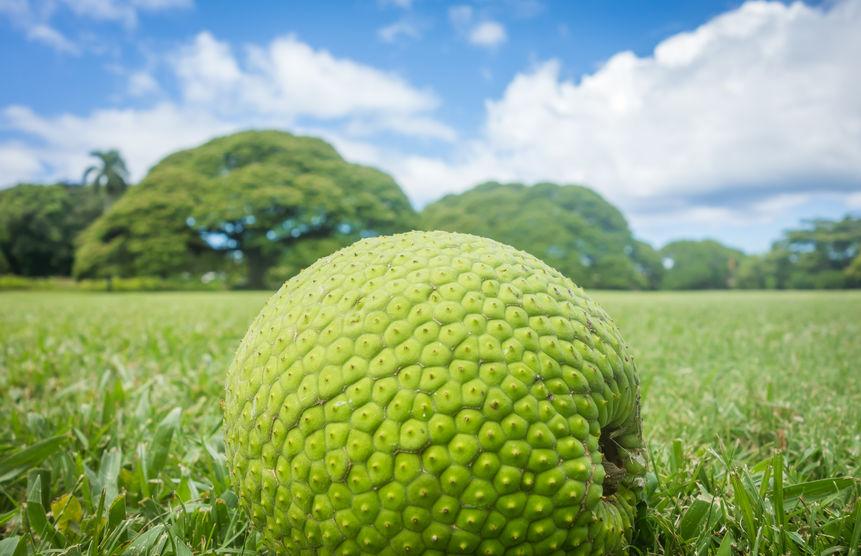 fruit à pain vert sur une prairie