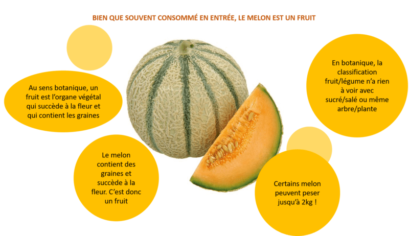 Melon : fruit ou légume ?