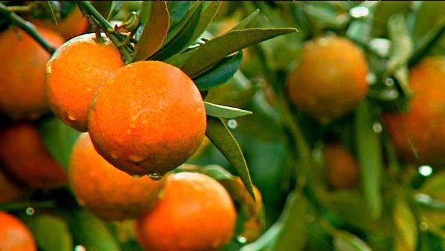 clementines-corse