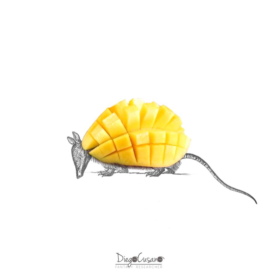 Septembre 2017 - Mango + Armadillo = Mangodillo