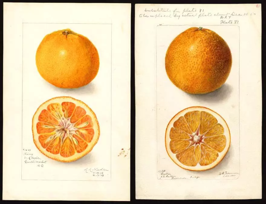 Clémentine (Citrus reticulata), un hybride remarqué par le père