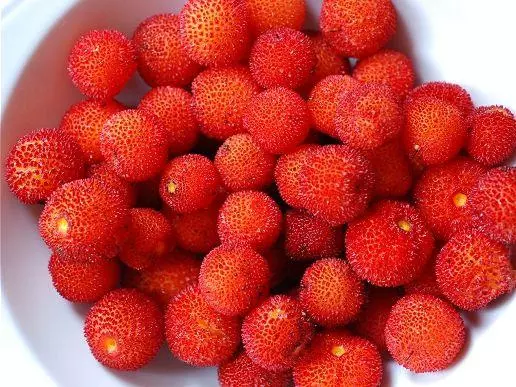 La fraise des bois sauvage : toxique ou comestible - saison et prix