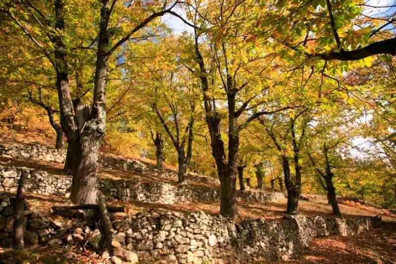 chataigneraie Ardèche