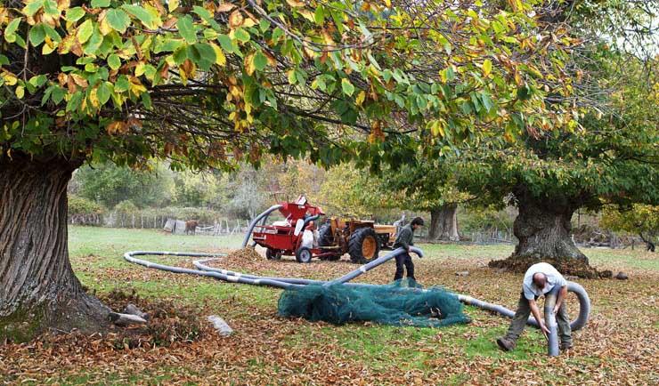 chataigneraie France agriculture chataignes