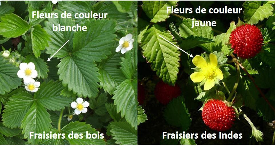 fraise des bois des indes fleurs