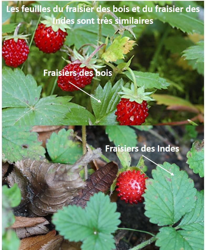 Distinguer fraise des bois toxique / non toxique