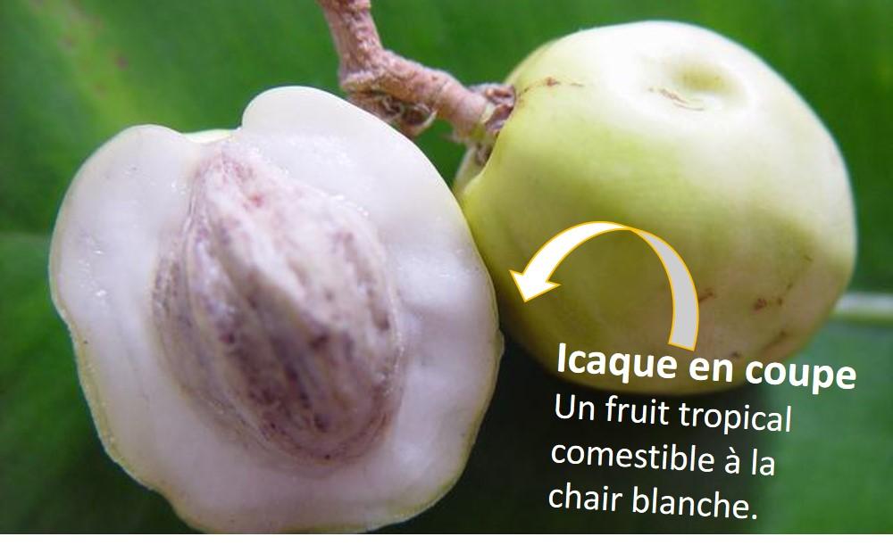 Fruit en i : Icaque (le fameux fruit en i ! Fruit de l'icaquier)