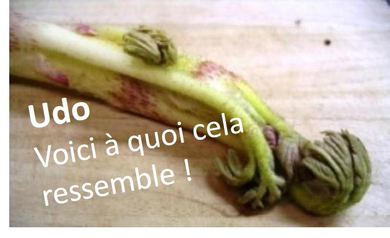 Udo, un légume en U