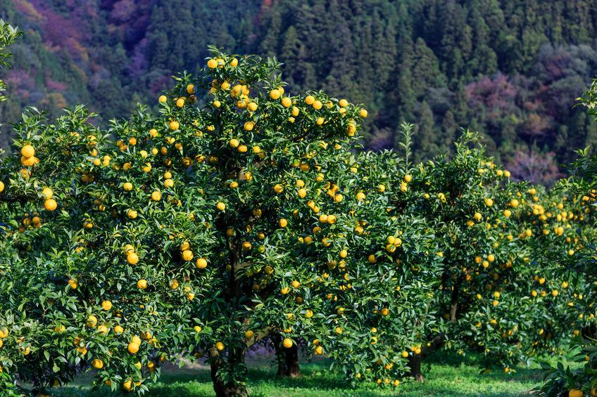 arbres yuzu en culture au japon