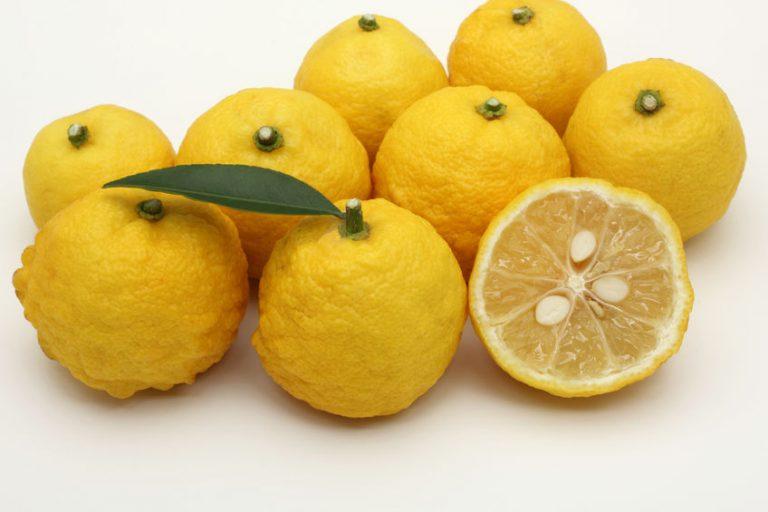 Yuzu Tout savoir sur ce fruit méconnu prix, goût, productions...