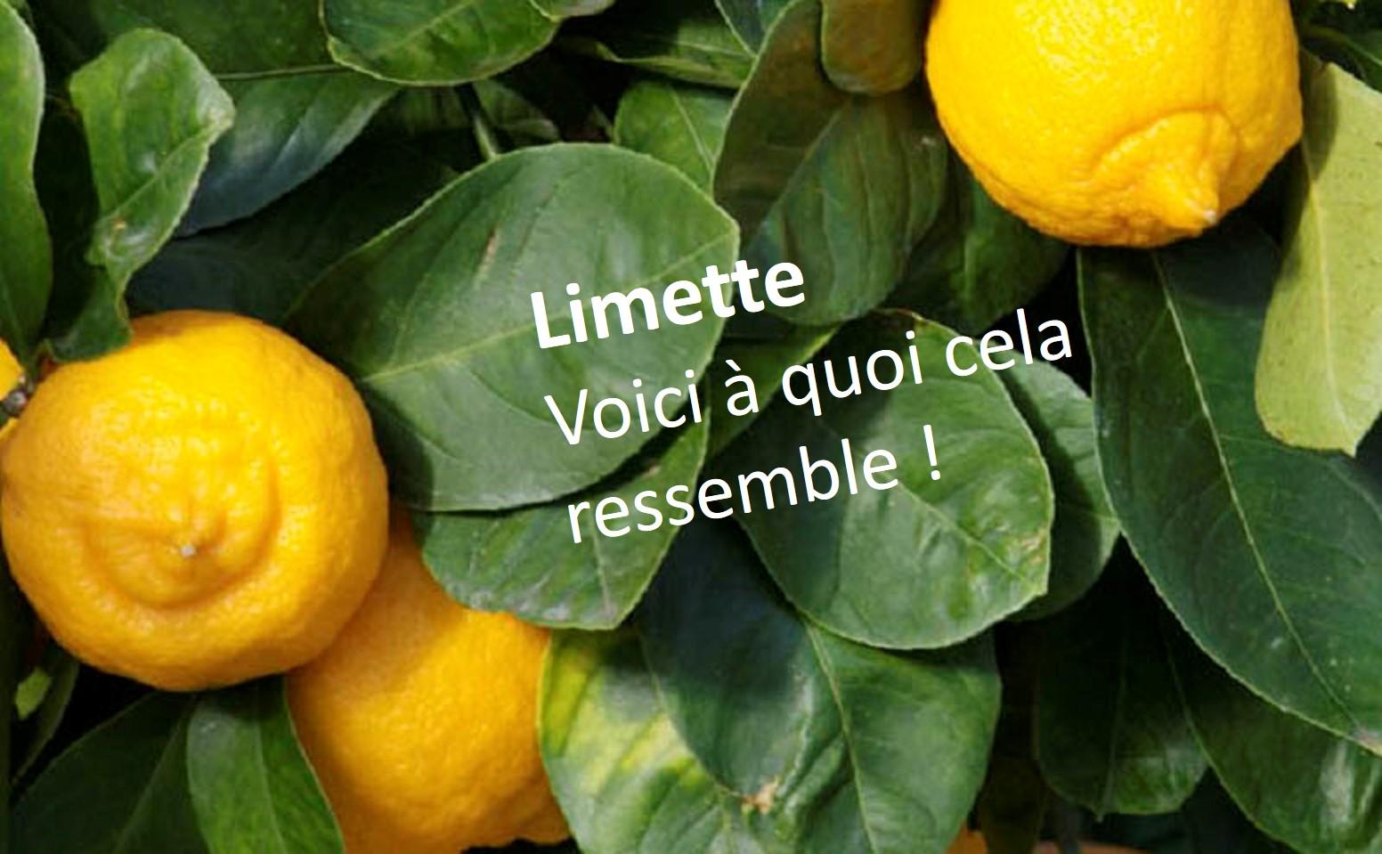 Fruit en L, Limette en branche