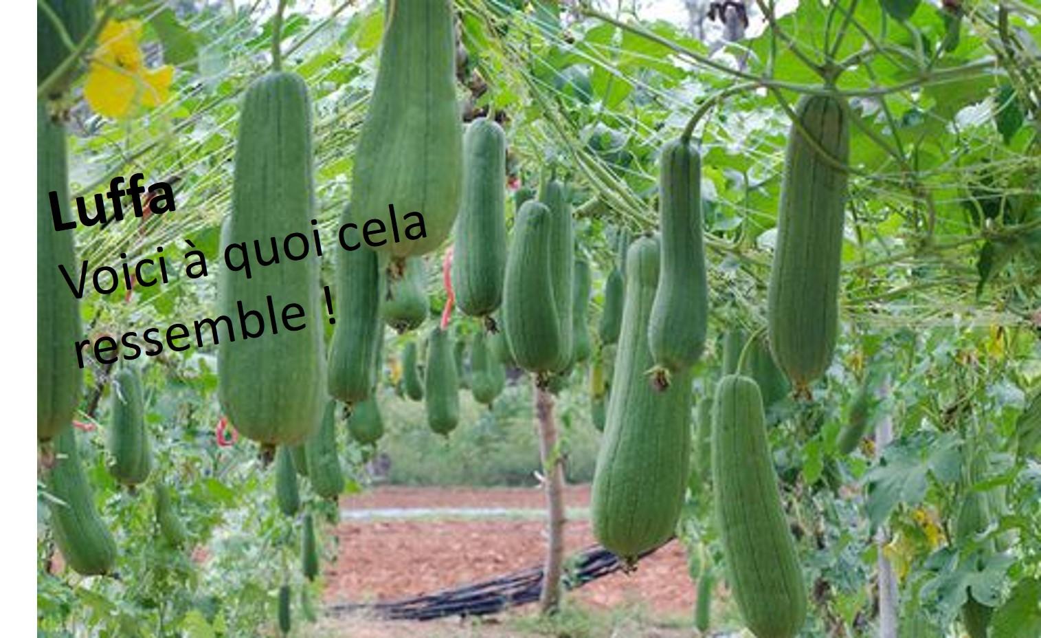 Luffa