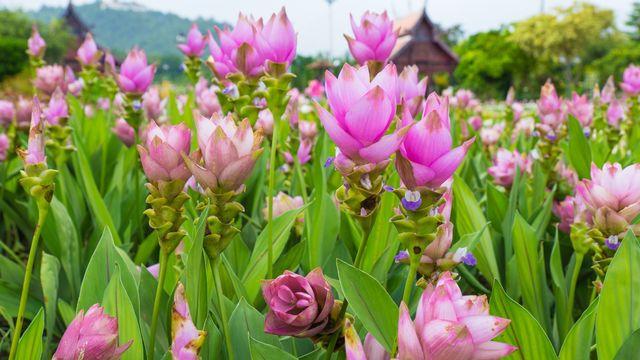 curcuma_5966156