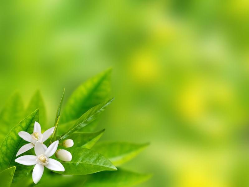 fleur et feuilles de bigaradier parfum de neroli