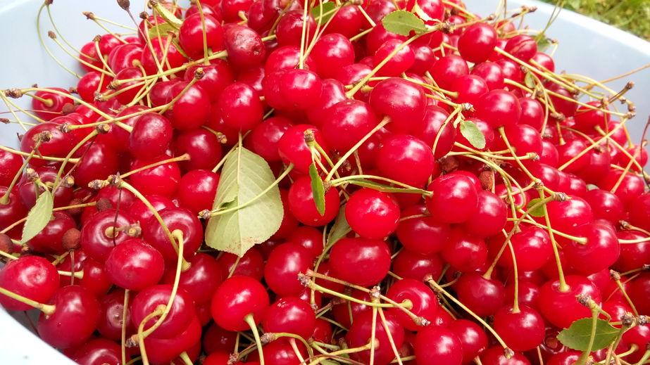 cerises griotte en vrac