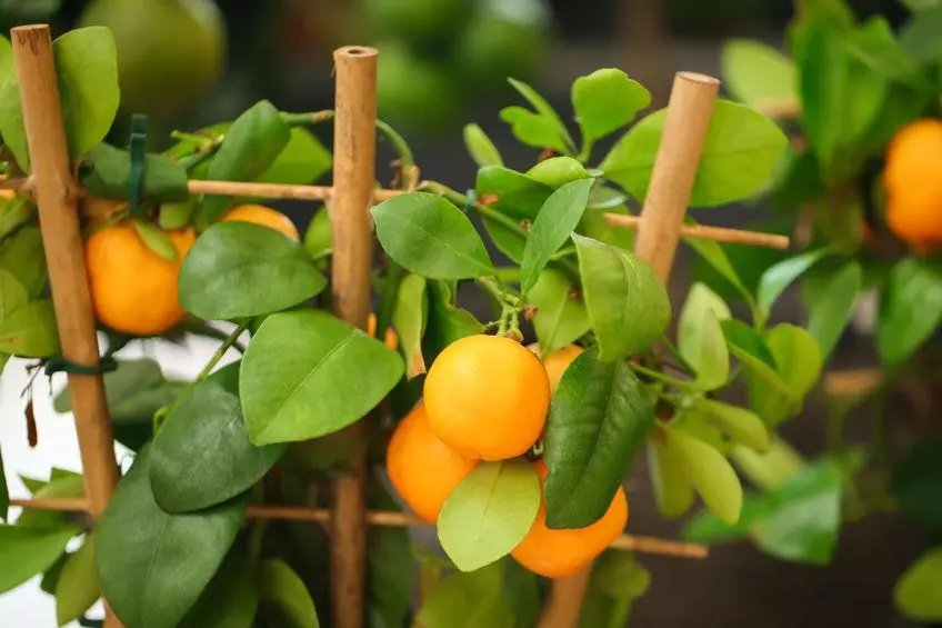 calamondin décoratif sur un support en bambou