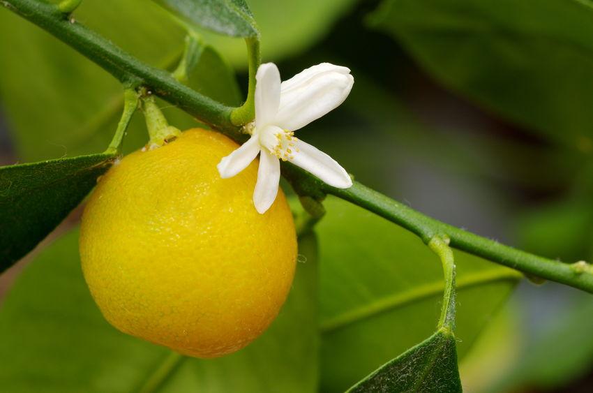 calamondin et fleur simultanément sur une branche