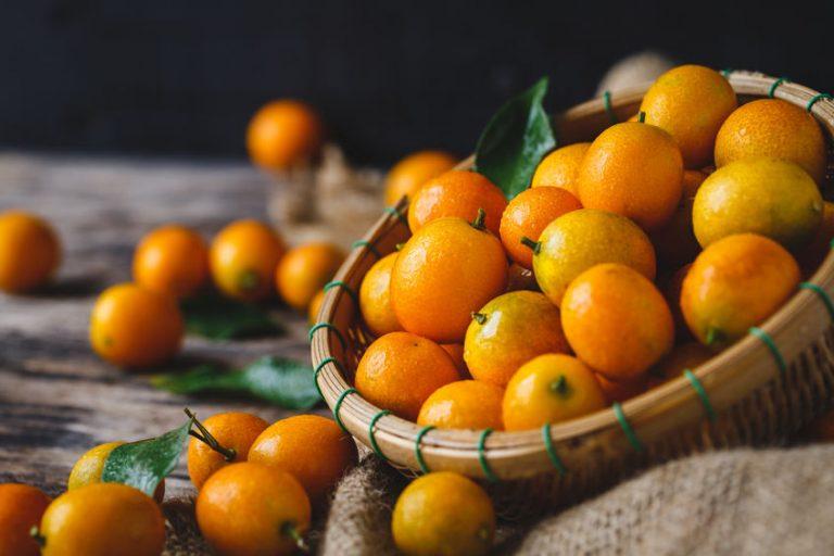 Kumquat le guide complet sur le plus petit des agrumes Alex & Alex