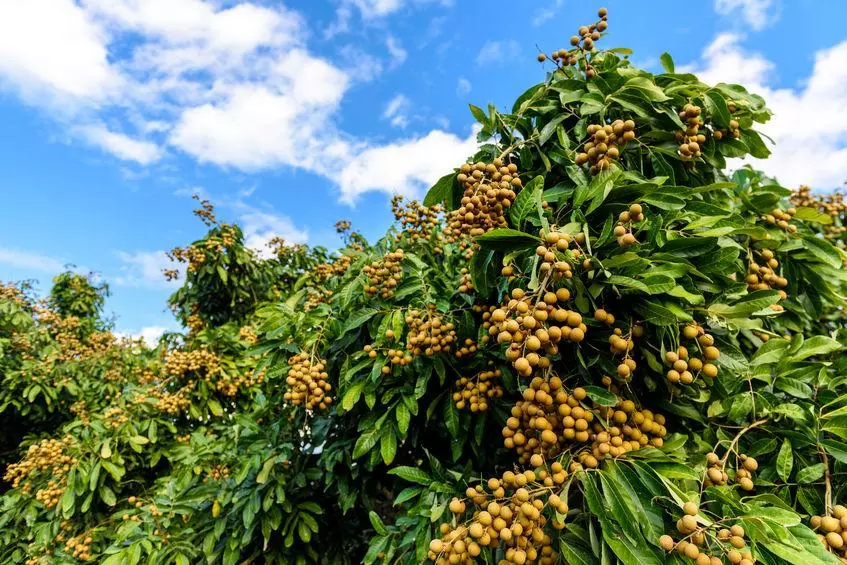 magnifique arbre exotique , le longanier