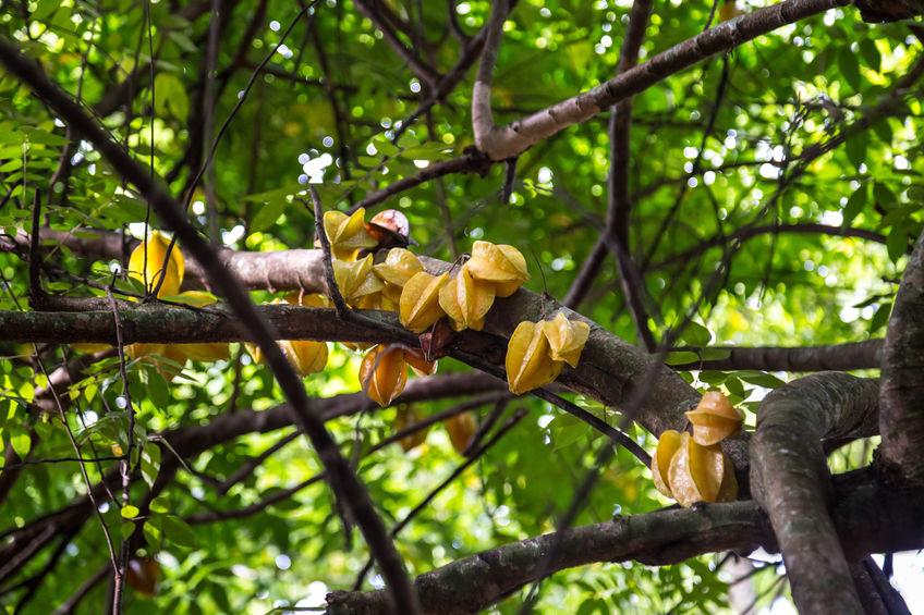 grappes de carambole sur branche de carambolier