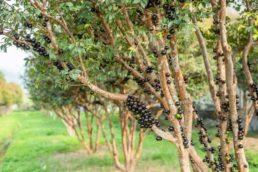 jaboticaba - arbre et fruits