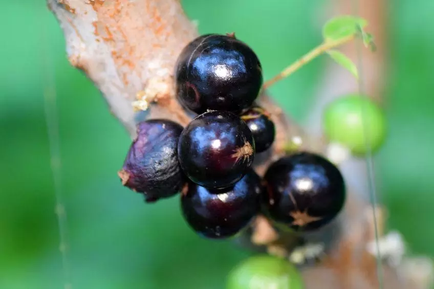 Jaboticaba en branche