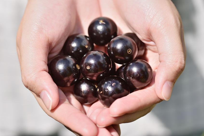 Les bienfaits et vertus du Jaboticaba