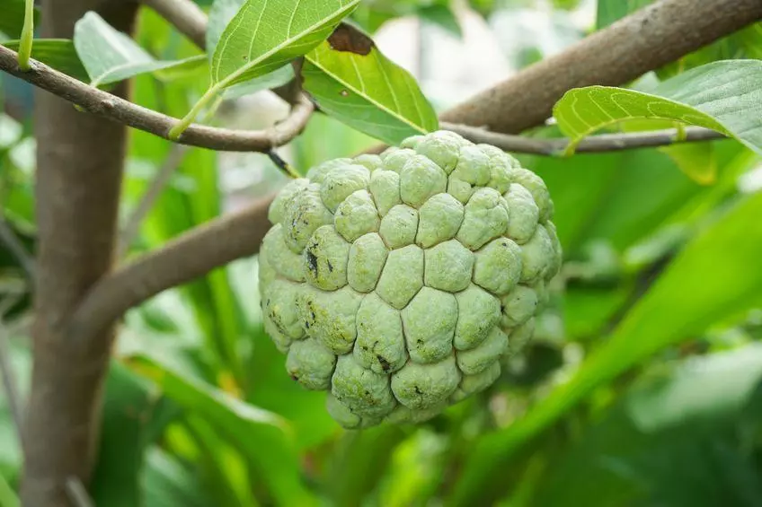 Zatte (ou pomme cannelle) - le fruit de l'attier