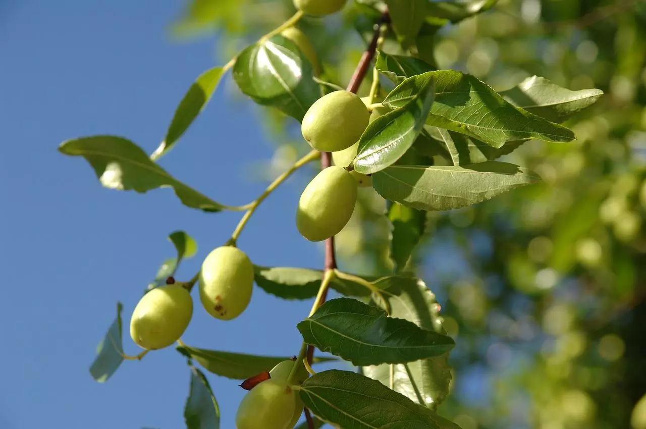 Jujubes en branche