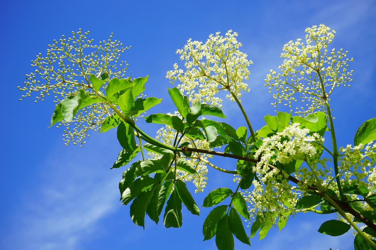 Sureau noir Sambucus Nigra