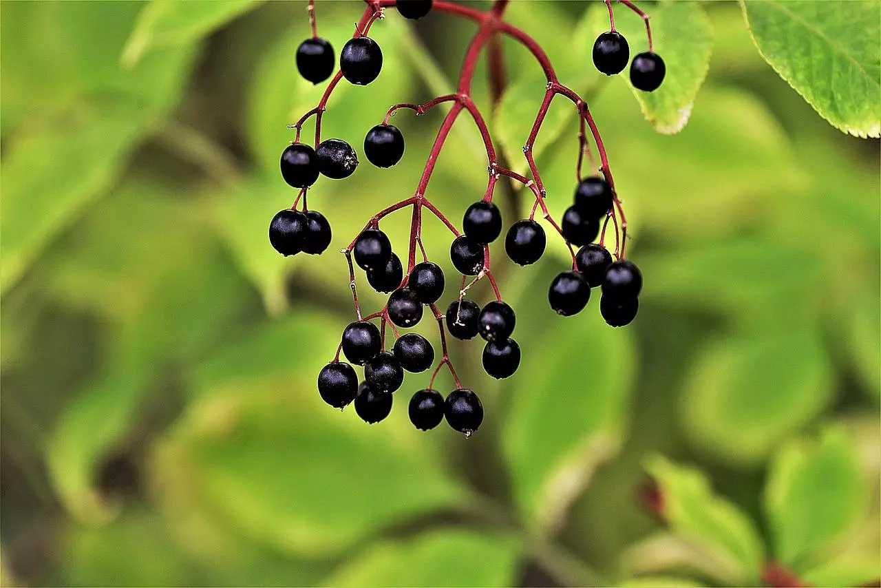 Sureau noir : zoom sur le fruit