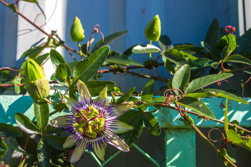 fleur de Passiflora Caerulea sur une barrière