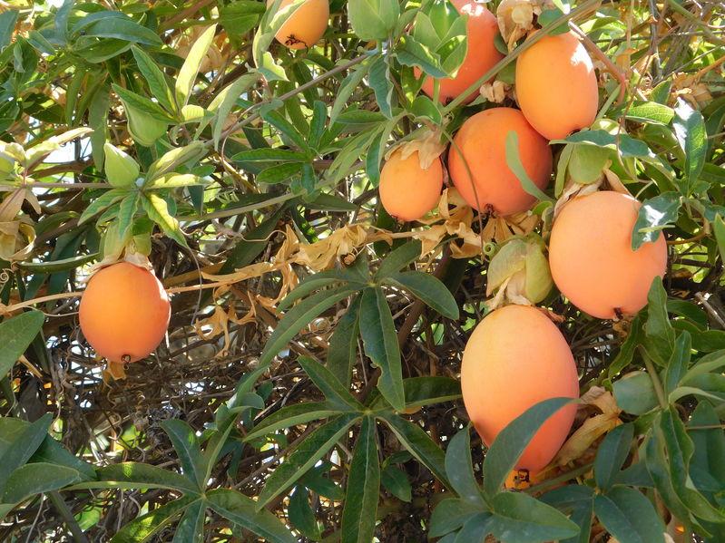 fruits orange passion passiflora caerulea