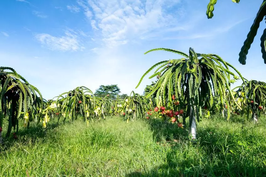 plantation de fruits du dragon