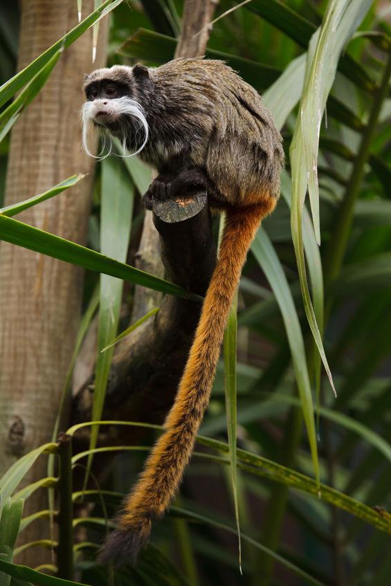 singe tamarin empereur sur une branche