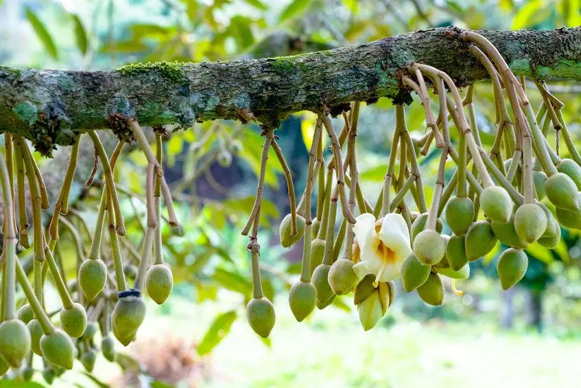 fleur de durian a la forte odeur