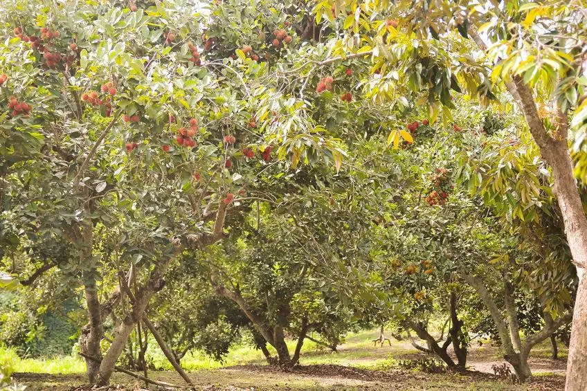 verger de ramboutan culture fruit exotique