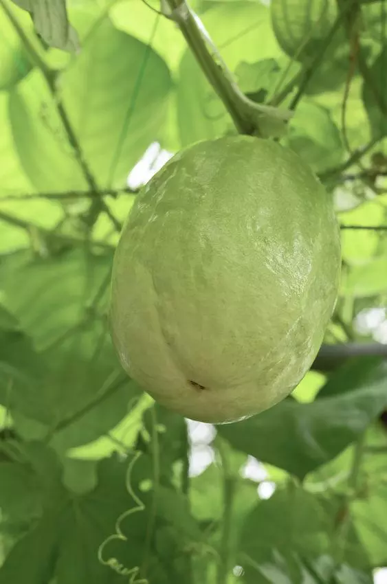 Giant granadilla or Passiflora quadrangularis L