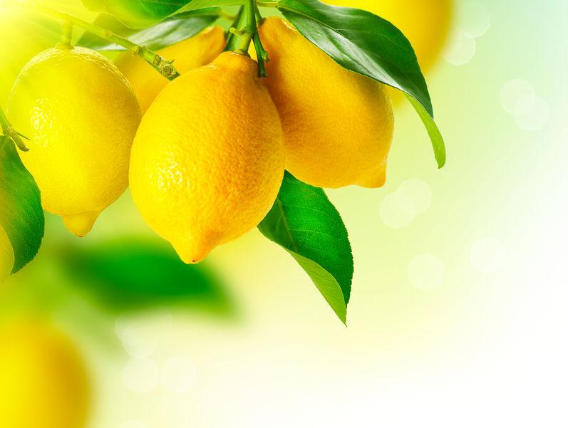 citrons jaune sur citronnier