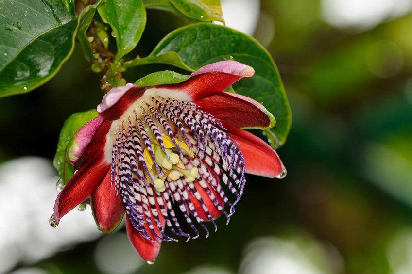 fleur rouge de barbadine