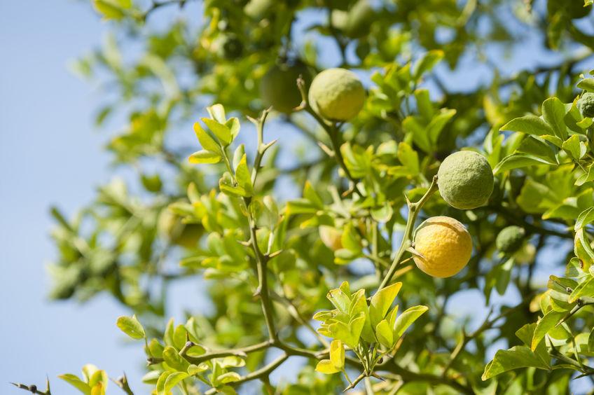 bergamotes murs sur un arbre